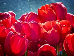 Fuchsia Tulips II