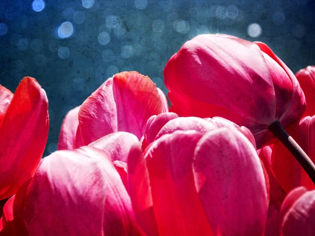 Fuchsia Tulips III