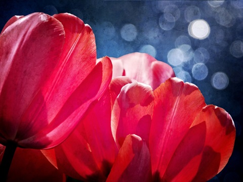 Fuchsia Tulips IV