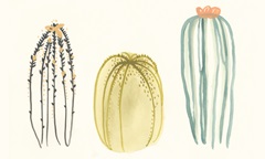 Funky Succulents III