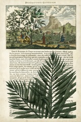 Journal of the Tropics II