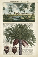 Journal of the Tropics IV