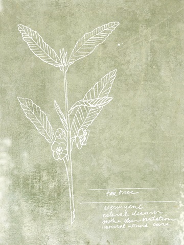 Essential Botanicals IV