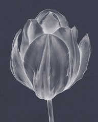 Monochrome Tulip I