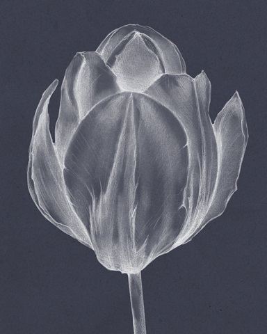 Monochrome Tulip I