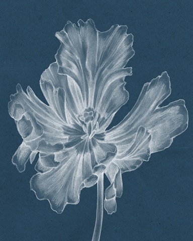 Monochrome Tulip II
