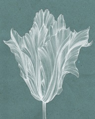 Monochrome Tulip V