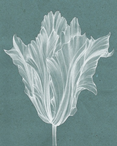 Monochrome Tulip V