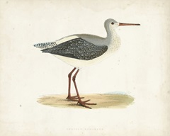 Morris Sandpiper I