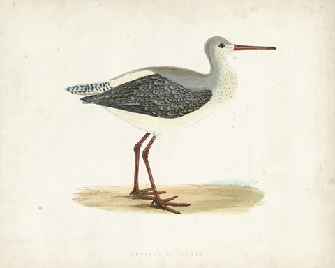 Morris Sandpiper I