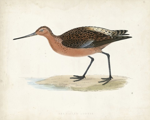 Morris Sandpiper II