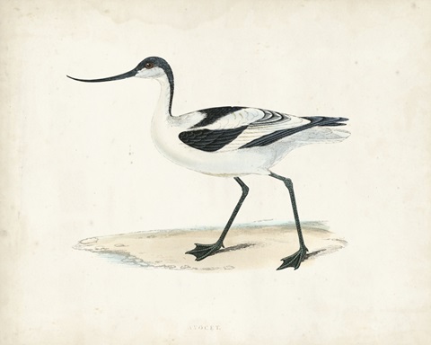 Morris Sandpiper IV
