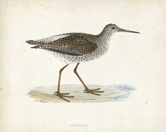 Morris Sandpiper V