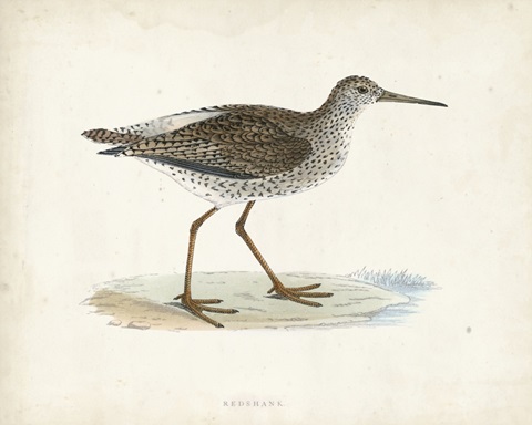 Morris Sandpiper V