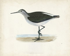 Morris Sandpiper VI