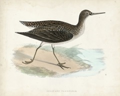 Morris Sandpiper VII