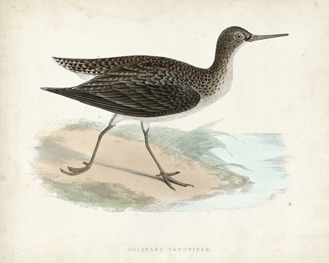 Morris Sandpiper VII