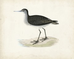 Morris Sandpiper VIII