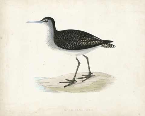 Morris Sandpiper VIII