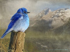 Mountain Blue Bird