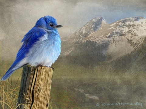 Mountain Blue Bird