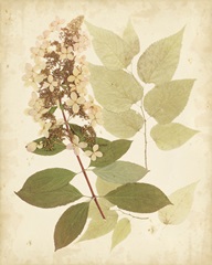 Nature's Collage III