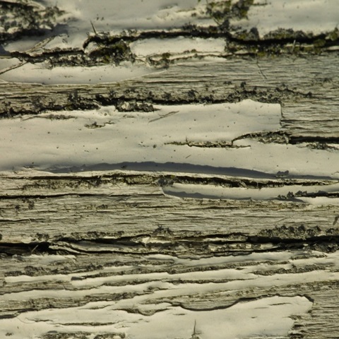 Nature's Textures VIII