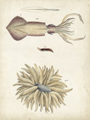Ocean Curiosities I