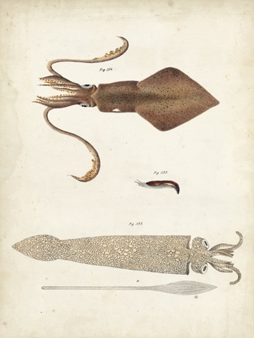 Ocean Curiosities II