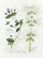Oregano and Mint