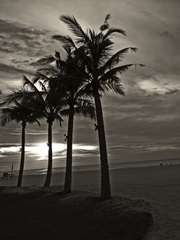 Palms at Night III