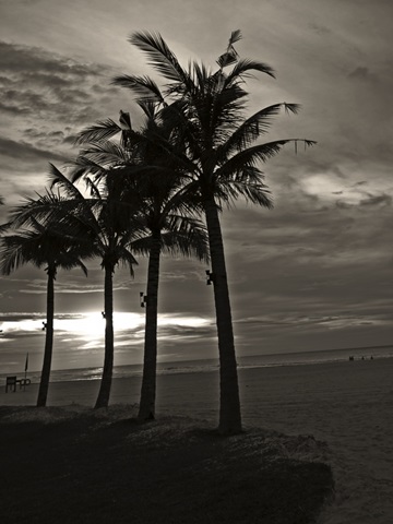 Palms at Night III