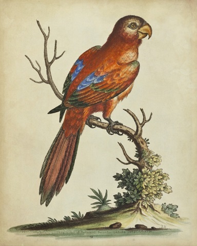 Paradise Parrots III