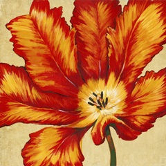 Parrot Tulip II