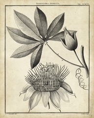 Passiflora II