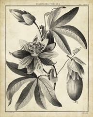 Passiflora III