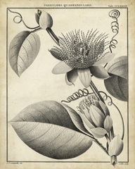 Passiflora IV