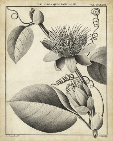 Passiflora IV