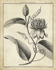 Passiflora V