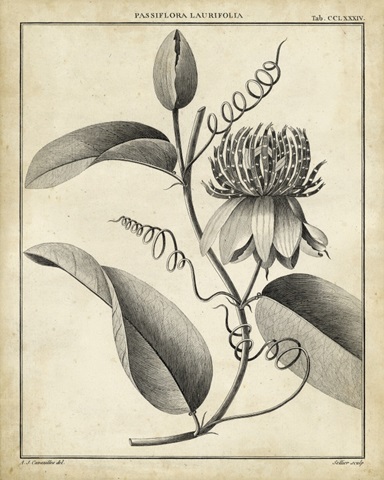 Passiflora V
