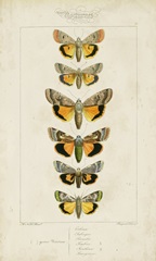 Pauquet Butterflies I