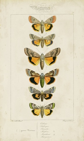 Pauquet Butterflies I