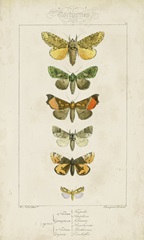 Pauquet Butterflies II