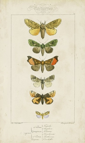 Pauquet Butterflies II