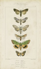 Pauquet Butterflies III