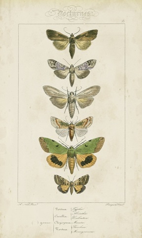 Pauquet Butterflies III