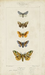 Pauquet Butterflies IV