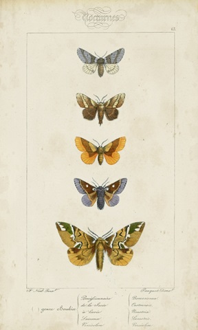 Pauquet Butterflies IV