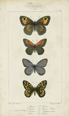 Pauquet Butterflies V
