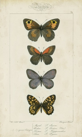 Pauquet Butterflies V